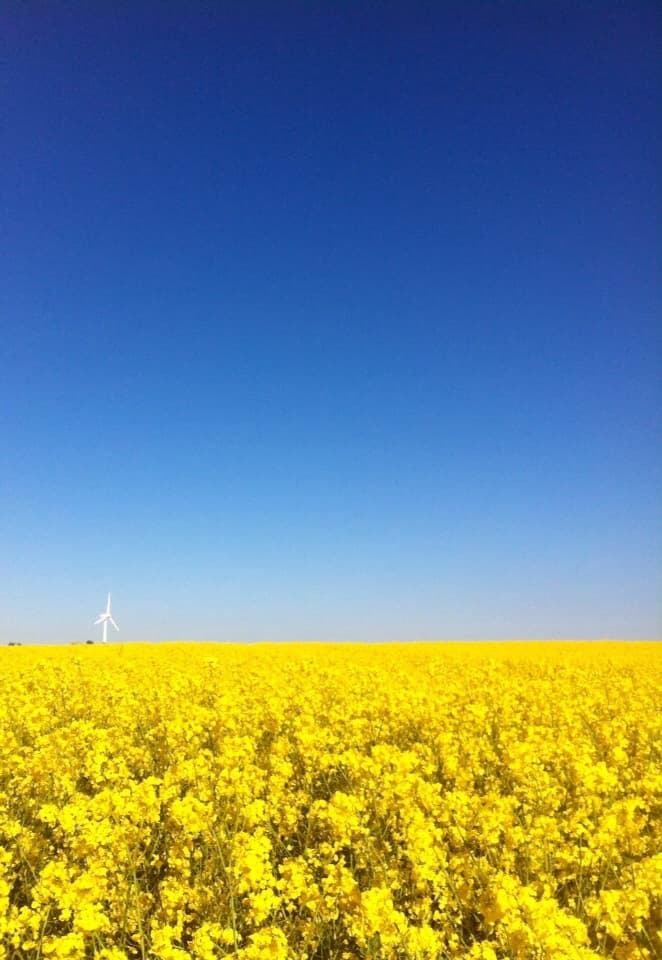 Blommande rapsfält med vindkraftverk på Söderslätt