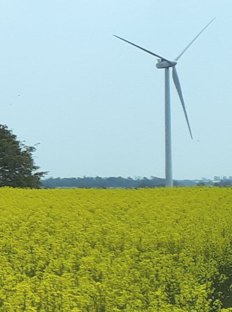 Ett vindkraftverk bakom ett blommande rapsfält